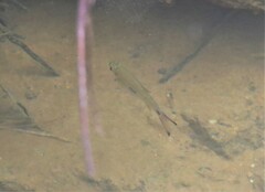 Rasbora elegans