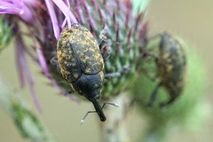 Larinus sturnus