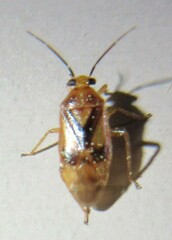 Tropidosteptes