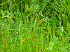 Carex hoodii