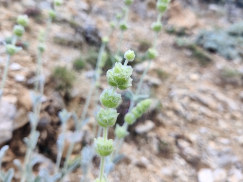 Image of Sideritis italica by (c) Riccardo Rocca, some rights reserved (CC BY)