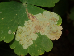 Phytomyza aquilegiae