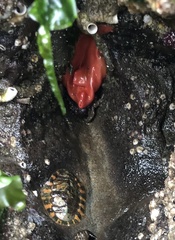 Cnemidocarpa finmarkiensis