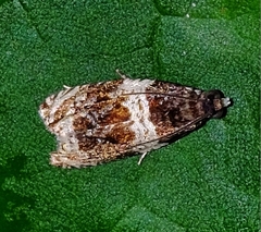 Olethreutes fasciatana