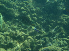 Labroides phthirophagus