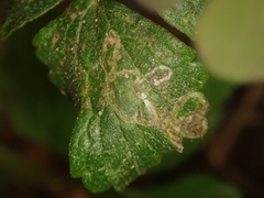 Phytomyza ranunculi
