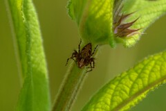 Oxyopes ramosus