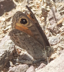 Lasiommata petropolitana