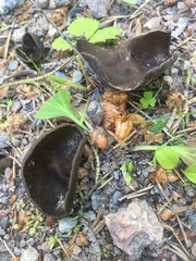 Helvella corium