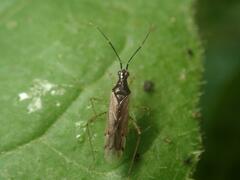 Dicyphus errans