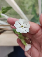 Silene latifolia
