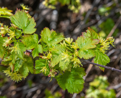Acer glabrum glabrum