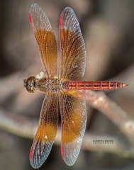 Brachythemis contaminata