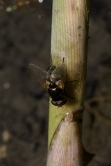 Musca tempestiva