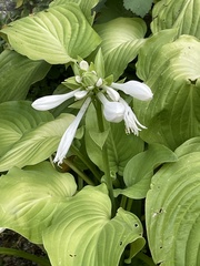 Hosta sieboldii
