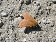 Malacosoma alpicolum