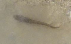 Gaidropsaridae