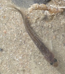 Gaidropsaridae