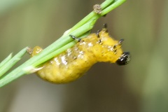 Crioceris duodecimpunctata