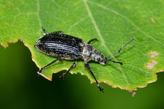 Phyllobius pyri