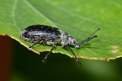 Phyllobius pyri