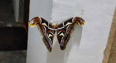 Archaeoattacus edwardsii