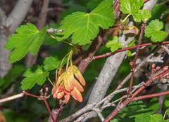 Acer glabrum glabrum