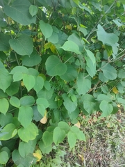 Reynoutria × bohemica