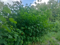 Reynoutria × bohemica