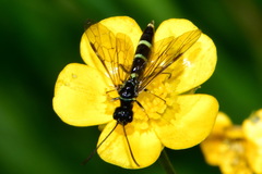 Calameuta