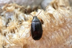 Hymenalia rufipes