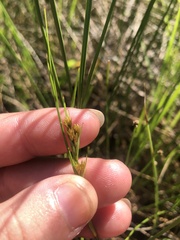 Cladium mariscoides