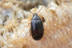 Hymenalia rufipes
