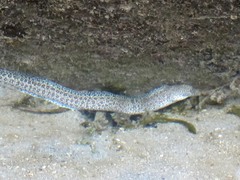 Gymnothorax pictus