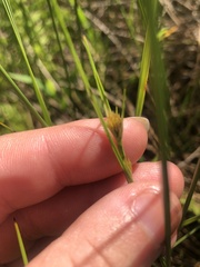 Cladium mariscoides