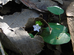 Jacquemontia paniculata