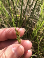 Cladium mariscoides