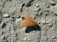 Malacosoma alpicolum