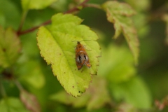 Olethreutes captiosana