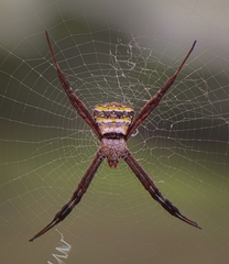 Argiope
