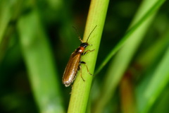 Rhagonycha nigriventris