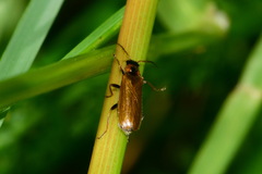 Rhagonycha nigriventris