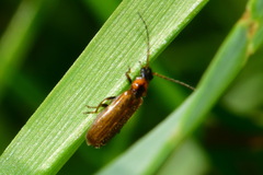 Rhagonycha nigriventris