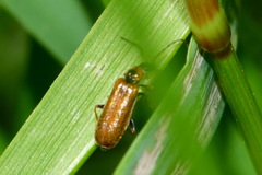 Rhagonycha nigriventris