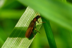 Rhagonycha nigriventris