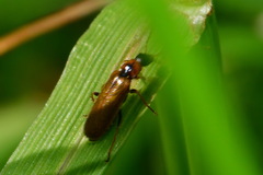 Rhagonycha nigriventris