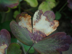 Phytomyza aquilegiae