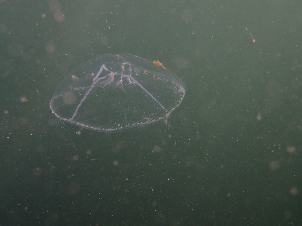 cross jellyfish