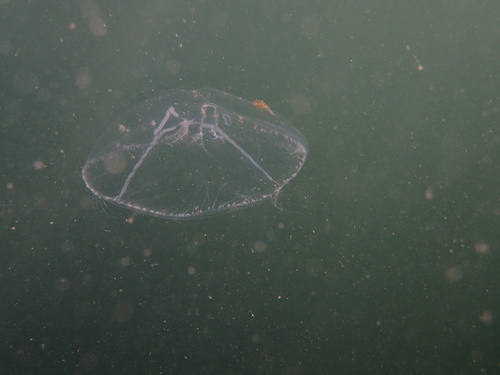 cross jellyfish