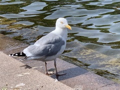 Larus argentatus
